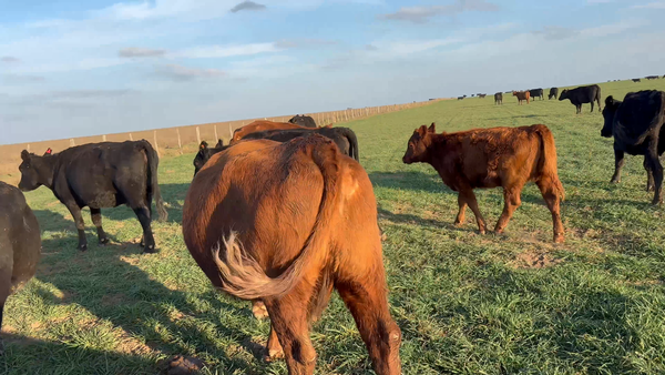 Lote 34 Vacas CUT preñadas
