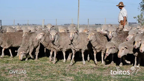 Lote Lotes Ovejas - Talitas