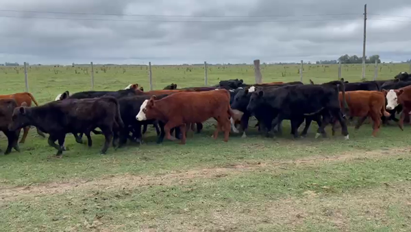 Lote 110 Terneras en Gral. Paz, Buenos Aires