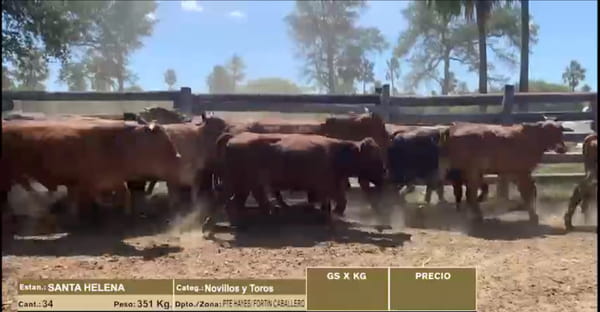 Lote LOTE 19 - 34 NOVILLOS - TOROS CBO 0 - 9