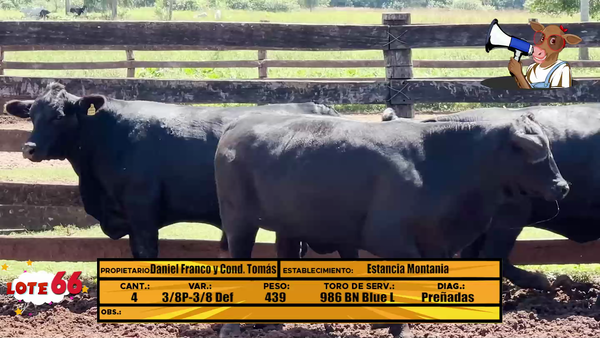 Lote LOTE 66 - EN VIVO