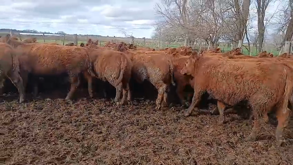 Lote 55 Vaquillonas en Buenos Aires, Los Toldos
