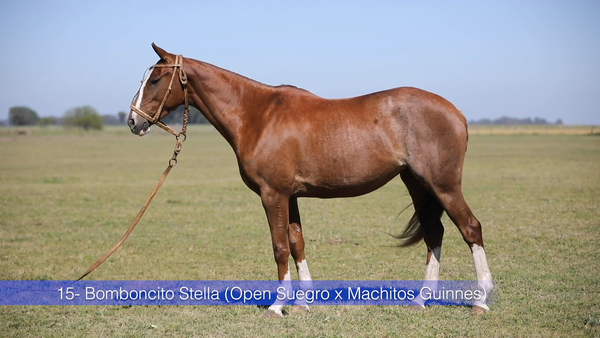 Lote BOMBONCITO STELLA (OPEN SUEGRO - LOSMACHITOS GUINES)
