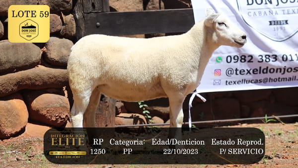 Lote LOTE 59