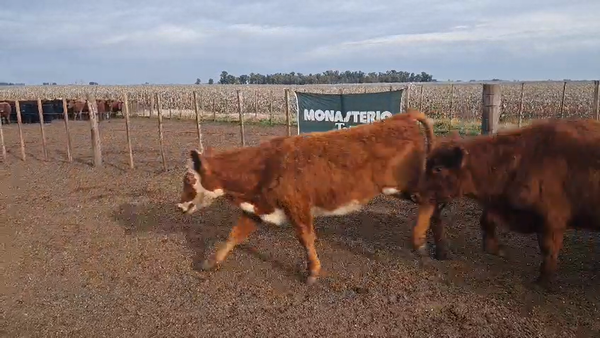 Lote 50 Novillitos en Buenos Aires, Urdampilleta