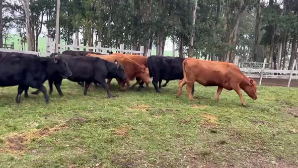 Lote VAQUILLONAS MAS DE 2 AÑOS