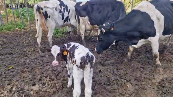 Lote 6 Vaca, San José