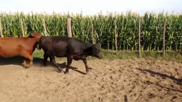 Lote 30 TERNS. MACHOS Y HEMBRAS, LINCOLN, PCIA. DE BS. AS.