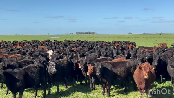Lote 250 Vaquillonas preñadas