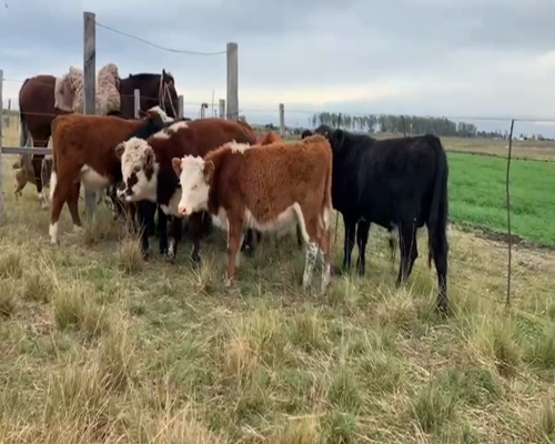 Lote TERNEROS