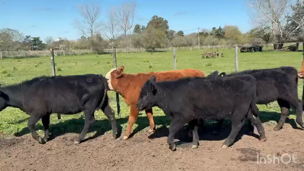 Lote 40 Terneros/as