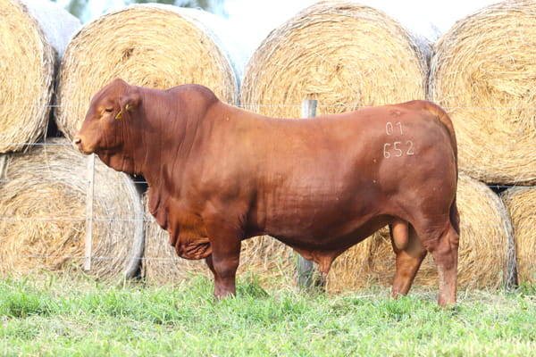 Lote LOTE 87