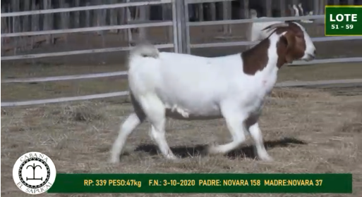 Lote CAPRINOS HEMBRAS 51