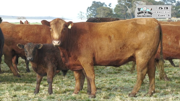 Lote VAQUILLONAS MAS CON CRIA