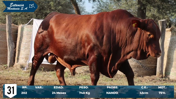 Lote LOTE 31