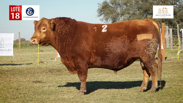 Lote LOTE 18 - TOROS ANGUS COLORADO PC NO. 2