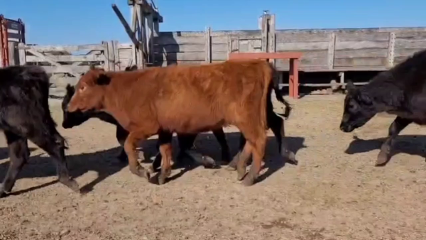 Lote 90 Terneras