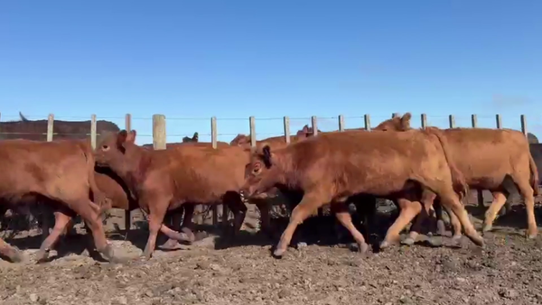 Lote 70 TERNS HEMBRAS, PEHUAJO, PCIA. DE BS. AS.