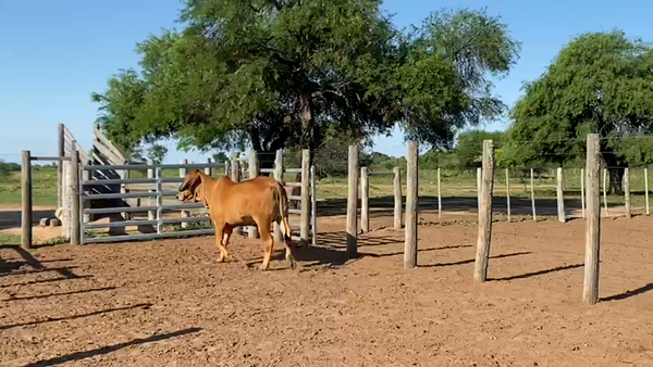 Lote VAQUILLA PREÑADAS