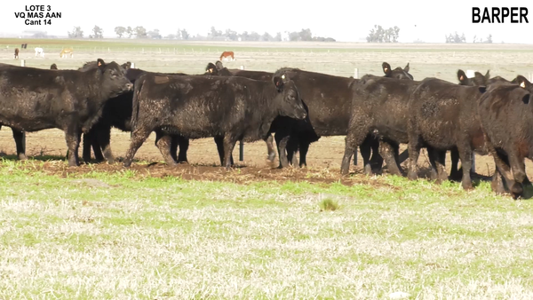 Lote BARPER S.A.: VAQUILLONAS A.ANGUS MÁS