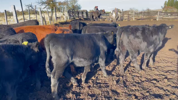 Lote 45 Ternera en Coyhaique, XI Región Aysén