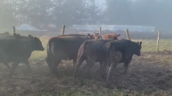 Lote 40 Vaquilla Engorda en Freire, IX Región Araucanía