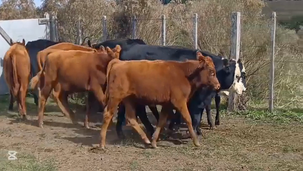 Lote TERNEROS