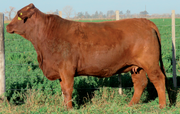 Lote Vaquillonas Brangus -  Don Pedro