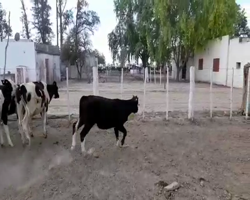 Lote 13 Terneros en Sunchales, Santa Fe