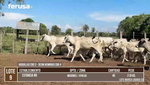 Lote LOTE 9