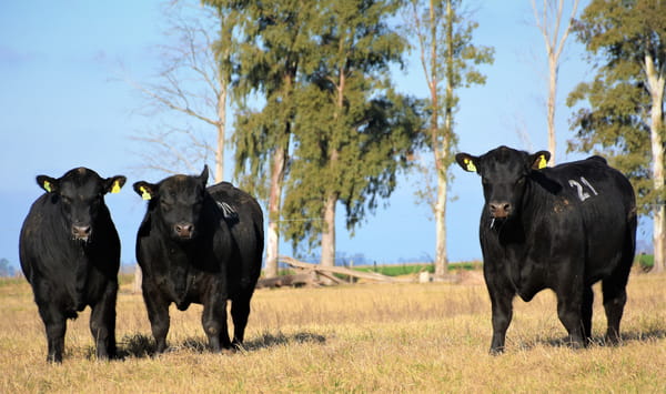 Lote "Cabaña ""Don Felix"" Toros Angus PC"