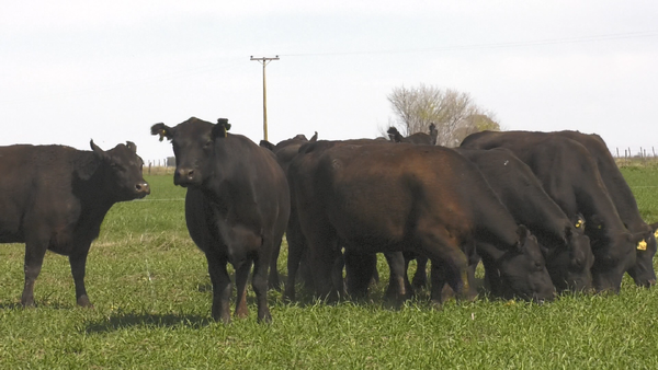 Lote VACAS  ANGUS NEGRO P. CONTROLADAS C/ GTIA DE PREÑEZ PARICION OTOÑO