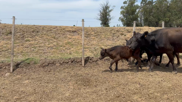 Lote 96 Piezas de cría en Sauce, Canelones