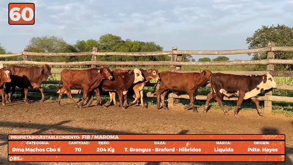 Lote LOTE 60