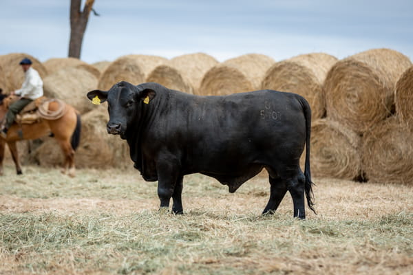 Lote Reproductores Altohondo - Lote 56