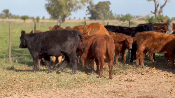 Lote 34 Terneros/as