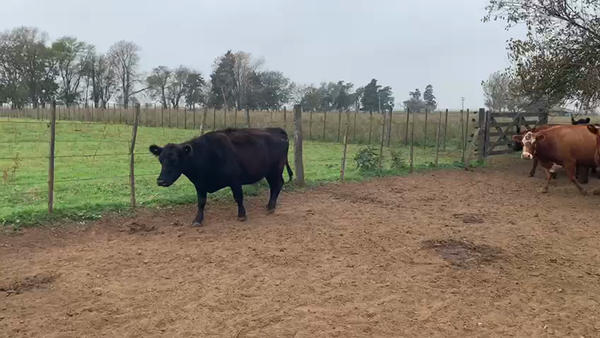 Lote 34 Vacas CUT preñadas en Lincoln, Buenos Aires