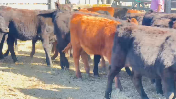 Lote 177 Terneras en Castelli, Buenos Aires