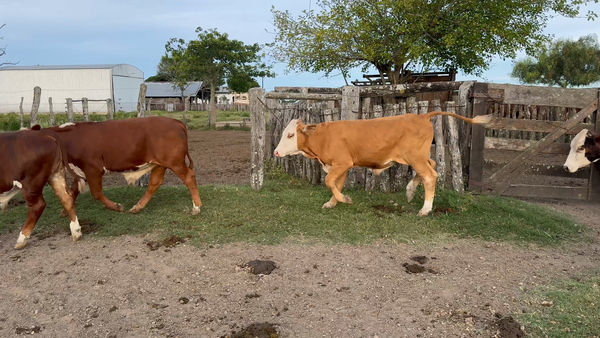 Lote 60 Novillitos en Corrientes, Curuzú-Cuatiá