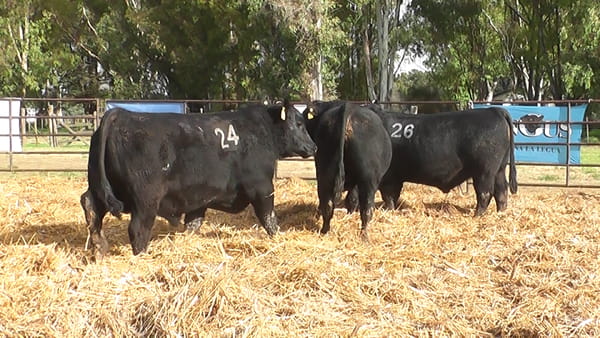 Lote TOROS ANGUS NEGROS PC