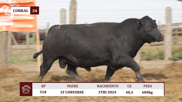 Lote Toros BRANGUS ULTRA BLACK EL AMPARO