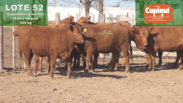 Lote VAQUILLONAS PARA ENTORAR - 6