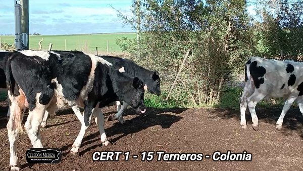 Lote 15 Terneros en Colonia
