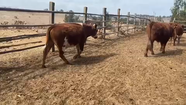 Lote 40 Novillo Engorda en Cartagena, V  Región Valparaíso