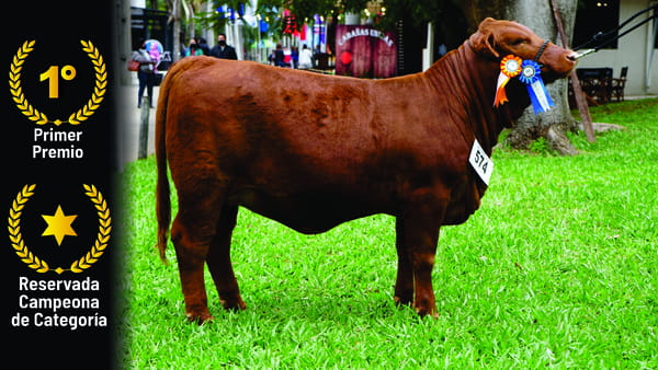 Lote Brangus a Bozal Expo 2022 RP 3370 - Lote 15