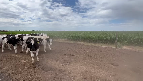 Lote 37 Novillitos Holando Argentino en Morteros, Córdoba