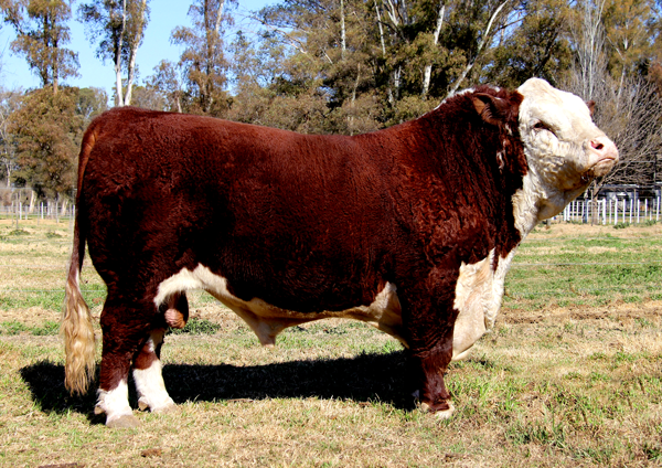 Lote TORO PURO DE PEDIGREE (Corral 1)