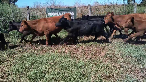 Lote 62 Terneras en Coronel Suarez