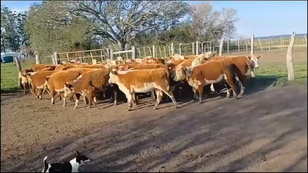 Lote 70 Terneras en Concordia, Entre Ríos