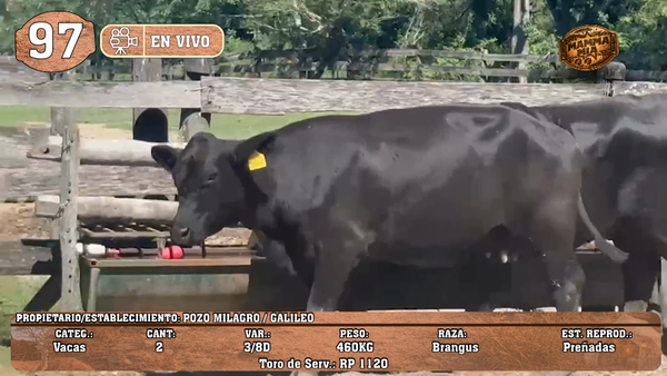 Lote LOTE 97 -EN VIVO